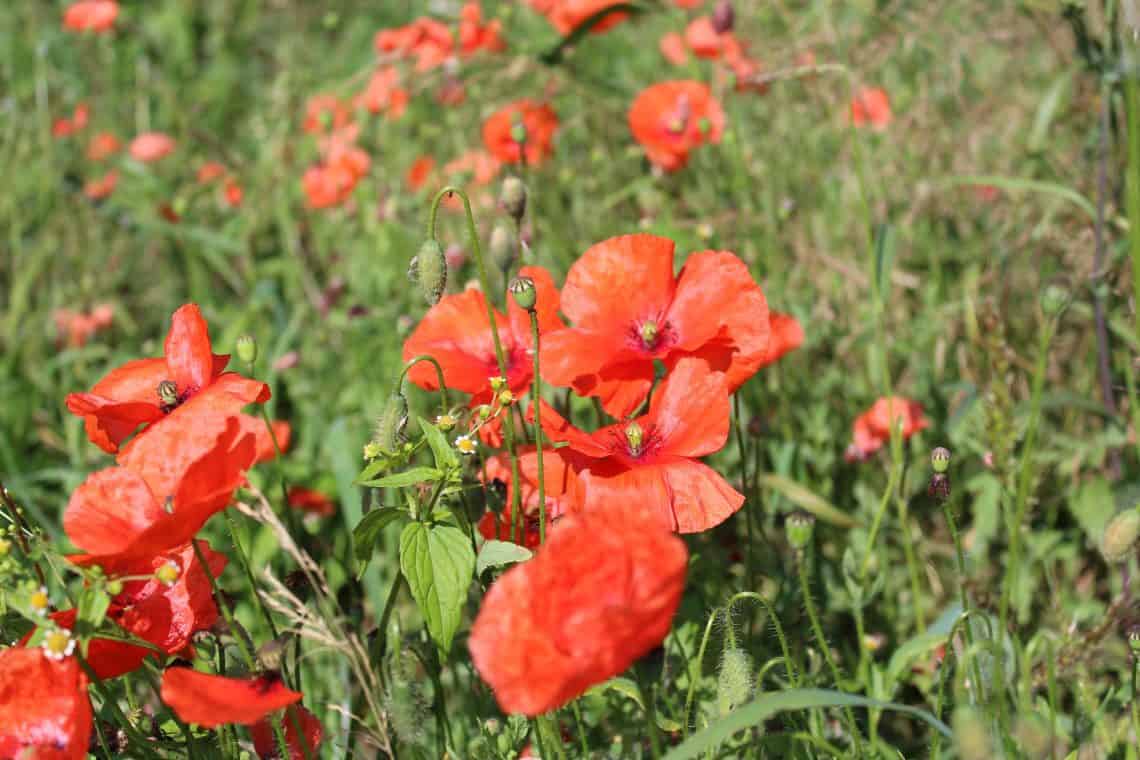 Rode klaprozen op Monte Cassino