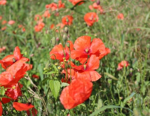 Rode klaprozen op Monte Cassino